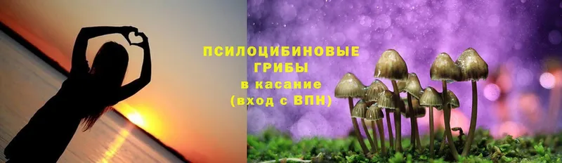 Псилоцибиновые грибы Psilocybe  где можно купить наркотик  Елабуга 